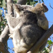 Lookout by koalagardens