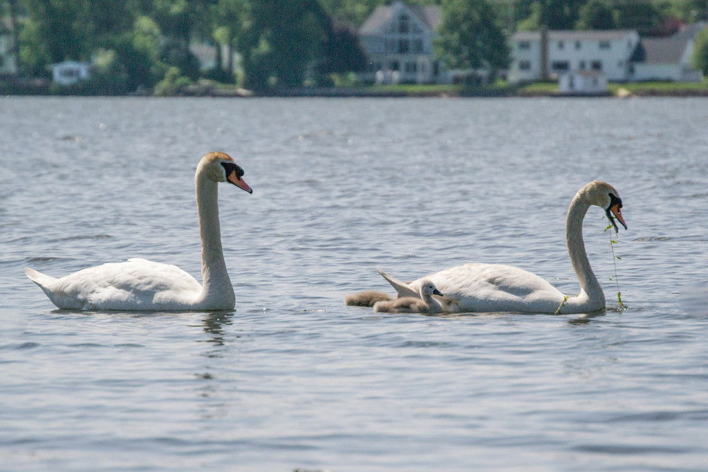 Swans on the pond by meemakelley