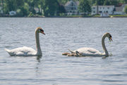 11th Jun 2015 - Swans on the pond