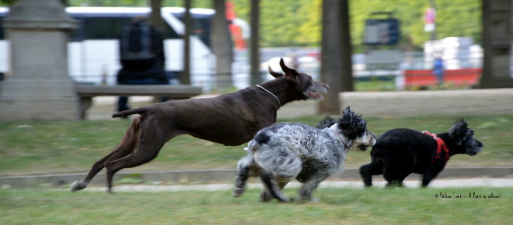 Just for fun: Speedy dogs by parisouailleurs