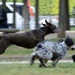 Just for fun: Speedy dogs by parisouailleurs