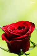 12th Jun 2015 - A red rose