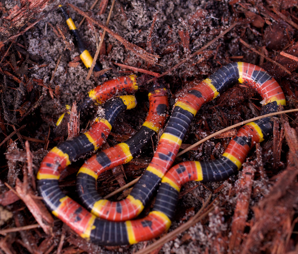 The Ophidiophobe, the animal lover and the screaming photographer by eudora