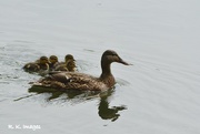 12th Jun 2015 - The duck family