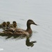 The duck family by rosiekind