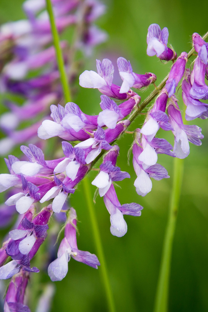 Hairy Vetch by lindasees