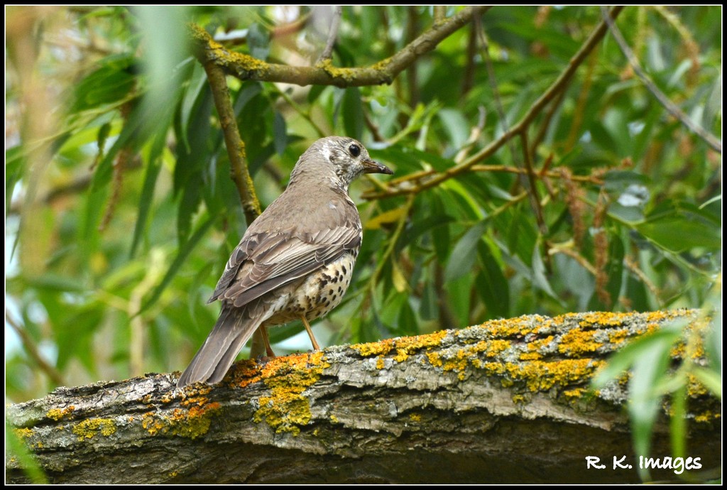 Young thrush by rosiekind
