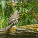 Young thrush by rosiekind