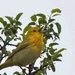 Yellow Warbler by sunnygreenwood