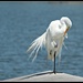 An Egret Stopped By For a Bit of Preening by markandlinda