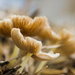 fungi by aecasey