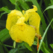 Yellow Iris by rminer