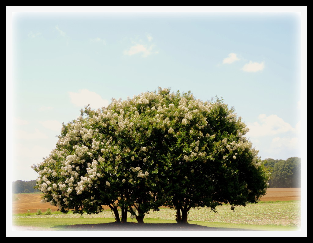 Crepe Myrtle trees in the summertime! by homeschoolmom