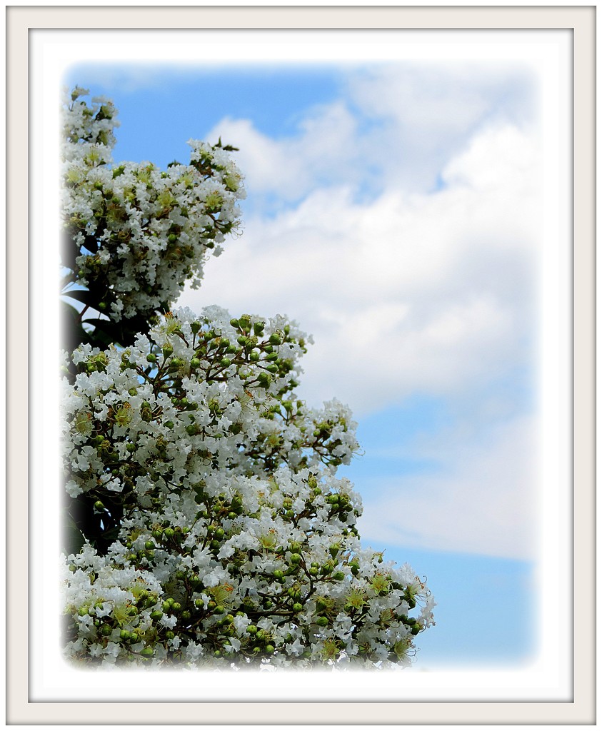 Crepe Myrtle blossoms and summer sky! by homeschoolmom