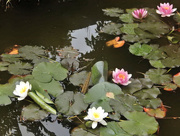12th Jun 2015 - Water-lily's ....