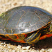 Turtle by tosee