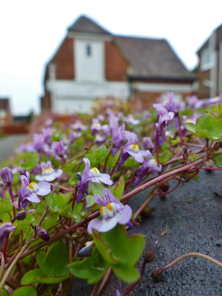 Ivy leaved Toadflax. by jokristina