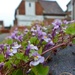 Ivy leaved Toadflax. by jokristina
