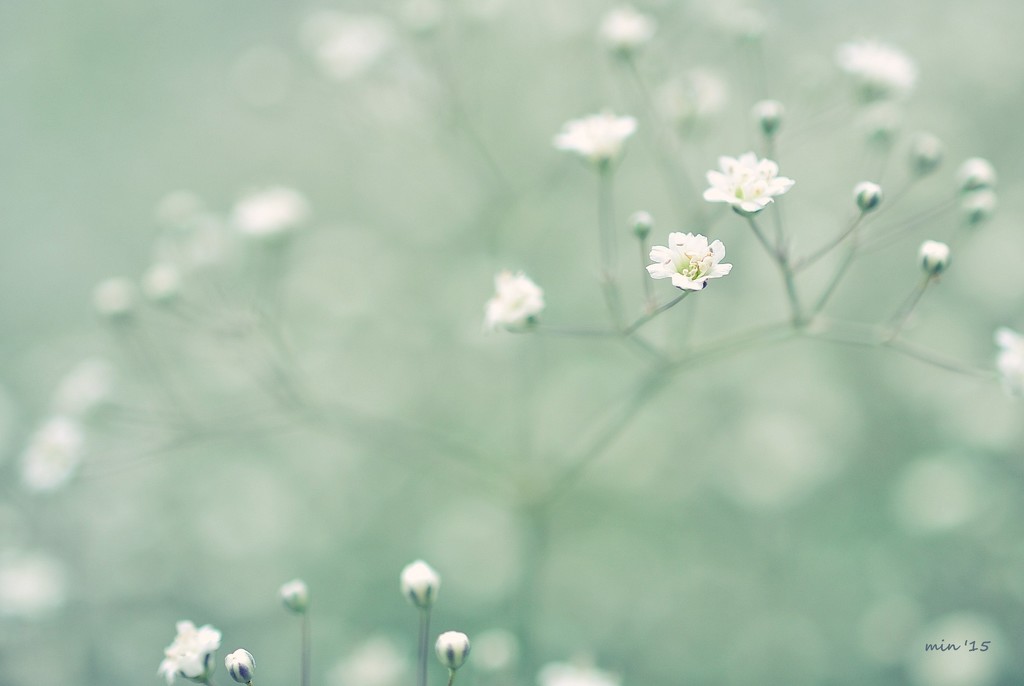 Baby's Breath  by mhei