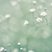 Baby's Breath  by mhei