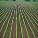 Straight furrows by lindasees