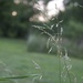 Grass by randystreat