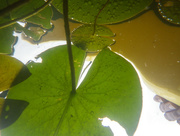 12th Jun 2015 - Under the lily pad