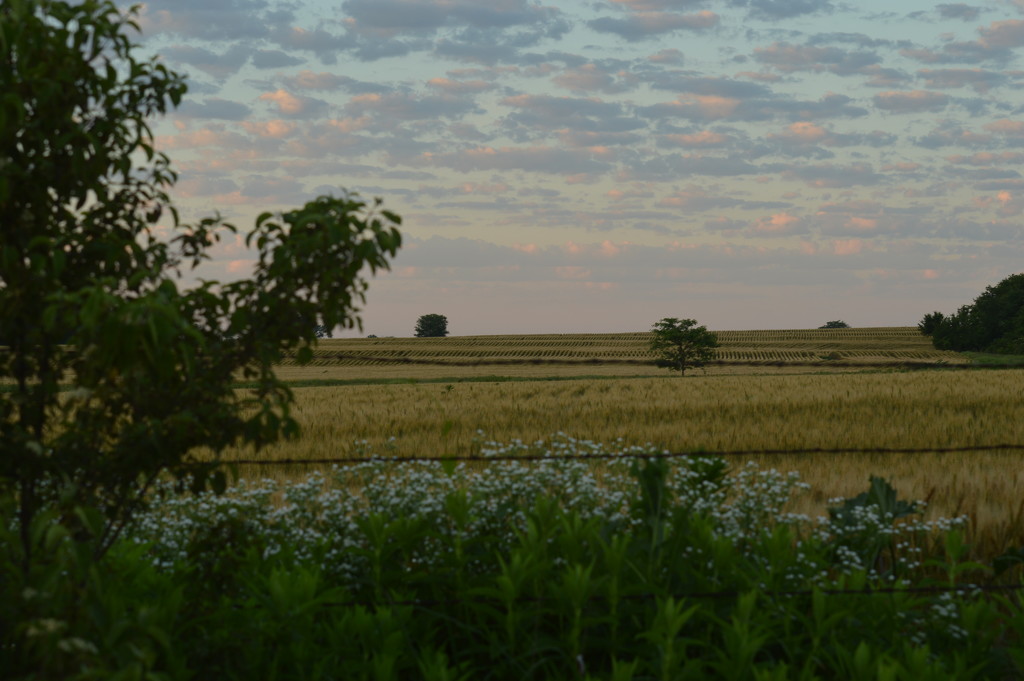 Kansas Wheat Fields by kareenking