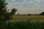 12th Jun 2015 - Kansas Wheat Fields