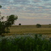 Kansas Wheat Fields by kareenking