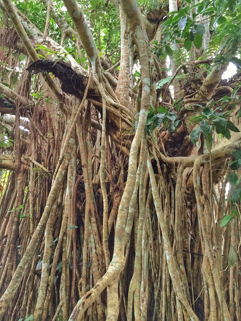Curtain Fig Tree by teodw