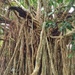 Curtain Fig Tree by teodw