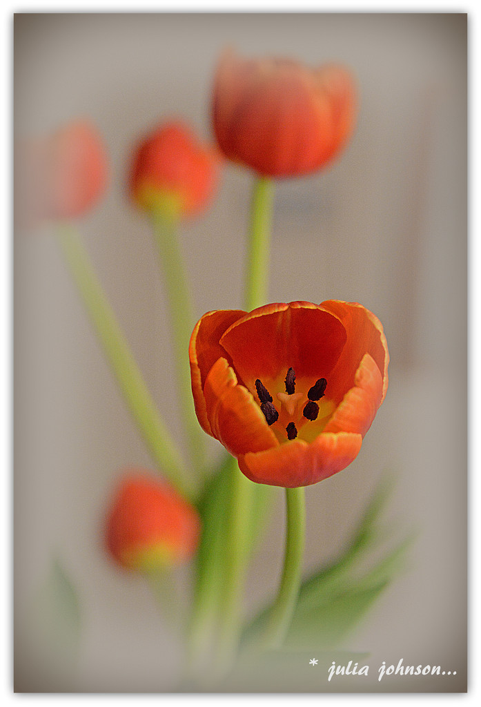 Tulips by julzmaioro