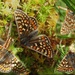 Marsh fritillary collection by steveandkerry
