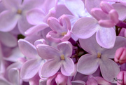 13th Jun 2015 - Lovely Lilacs