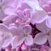 Lovely Lilacs by novab