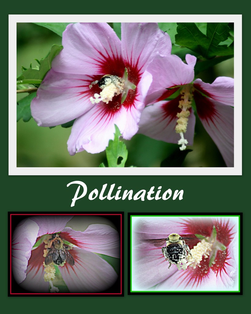 Pollination by vernabeth