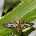 Moth - 30 Days Wild 13 by flowerfairyann