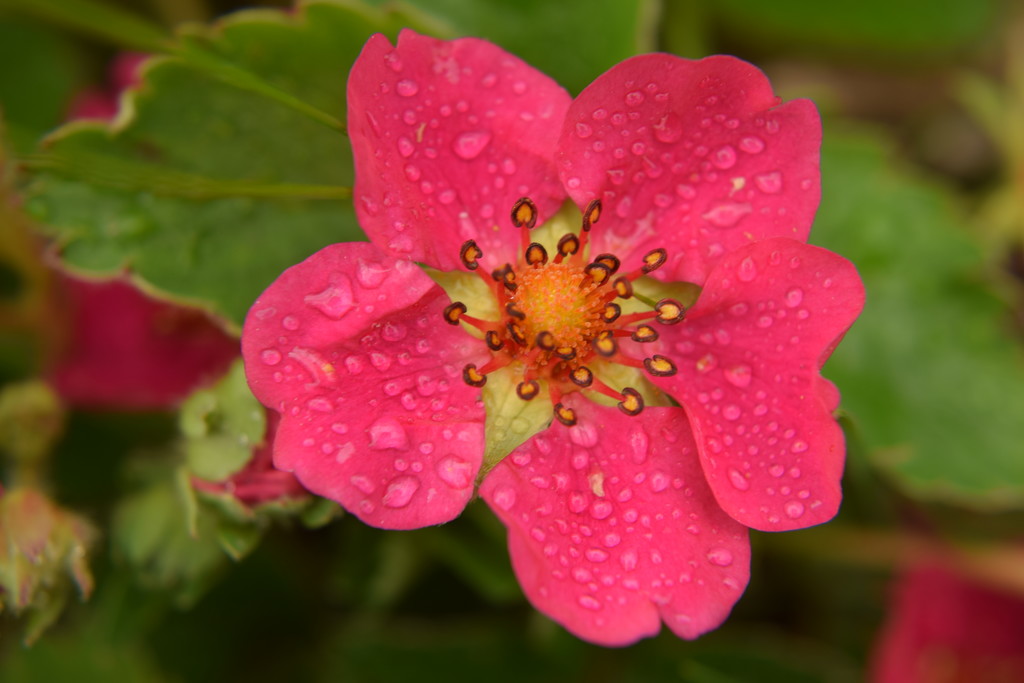strawberry flower and waterdrops by christophercox