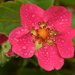 strawberry flower and waterdrops by christophercox