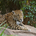 Jaguar by philhendry