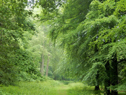 13th Jun 2015 - A woodland path....
