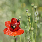 13th Jun 2015 - 2015-06-13 bumble bee on common poppy