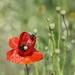 2015-06-13 bumble bee on common poppy by mona65