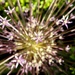 Exploding Allium Schubertii by nicolaeastwood