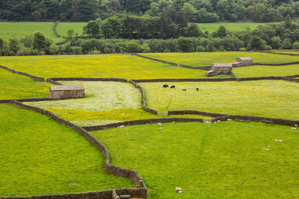 11th June 2015    - odd shaped fields by pamknowler