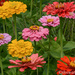 Zinnias by thewatersphotos