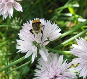 13th Jun 2015 - Busy Bee