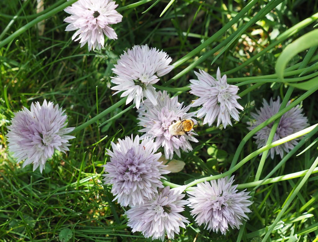 Bee on the Chives by selkie