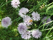 13th Jun 2015 - Bee on the Chives